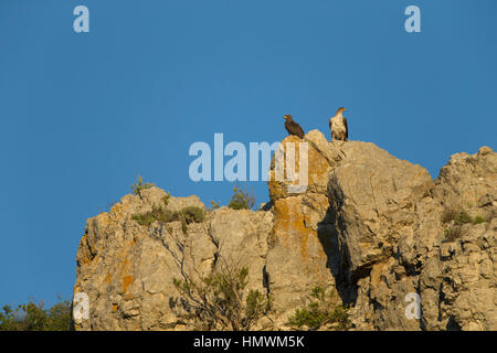 Bonelli's eagle Aquila fasciata, adult female & juvenile, perched on cliff against blue sky, near Béziers, Hérault, France in June. Stock Photo