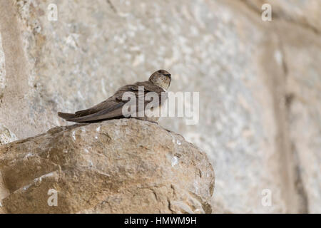 Eurasian crag martin Ptyonoprogne rupestris, adult, perched on church wall, Lagrasse, France in May. Stock Photo