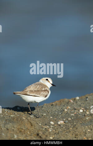 Kentish plover Charadrius alexandrinus, adult female, standing on muddy bank, La Palme, Aude, France in June. Stock Photo