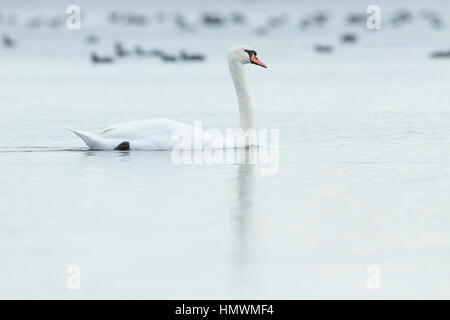 Mute swan Cygnus olor, swimming in shallow water, Cheddar Reservoir, Somerset, UK in October. Stock Photo