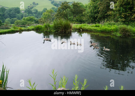 A family of canada geese in a pond Stock Photo