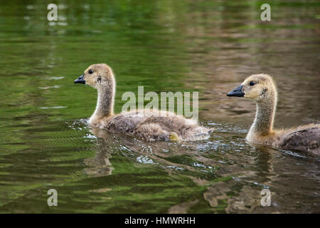 A close up of canada goose goslings swimming Stock Photo