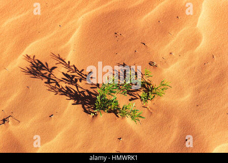 sand dunes texture, background. Stock Photo