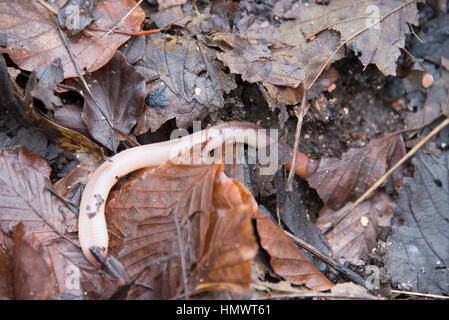 An earthworm crawling over some leaves Stock Photo