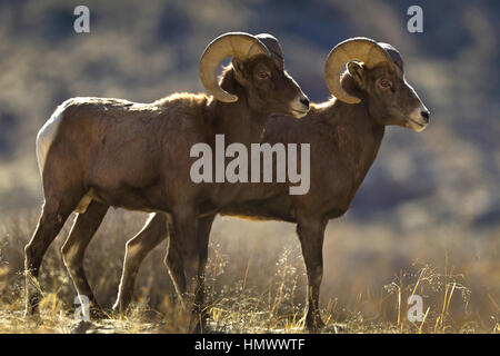 Side view profile of two BigHorn Sheep (Ovis Canadensis) Rams in Green River,, Utah, USA Stock Photo