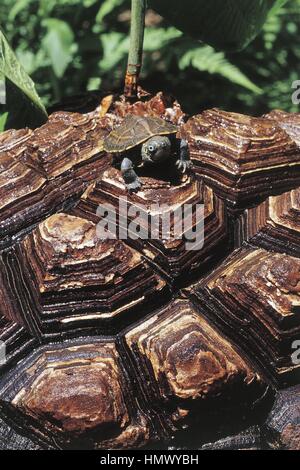 Botany - Dioscoreaceae - Testudinaria elephantipes (or Dioscorea elephantipes) and turtle. Stock Photo