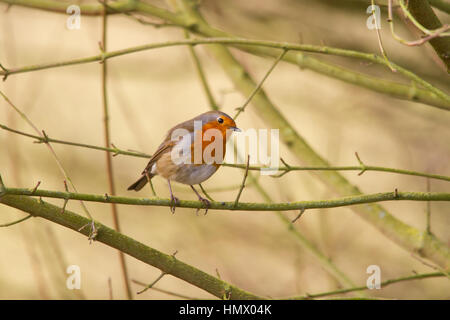 European Robin (Erithacus rubecula), known simply as the Robin or Robin Redbreast Stock Photo