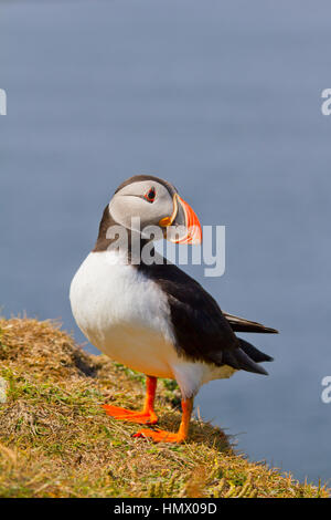 Atlantic Puffin (Fratercula arctica), also known as the Common Puffin Stock Photo