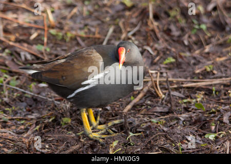 Common Moorhen (Gallinula chloropus) Stock Photo