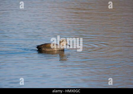 Swimming Gadwall (Anas strepera) Stock Photo