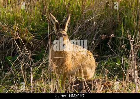 European Hare (Lepus europaeus), also known as the Brown Hare Stock Photo
