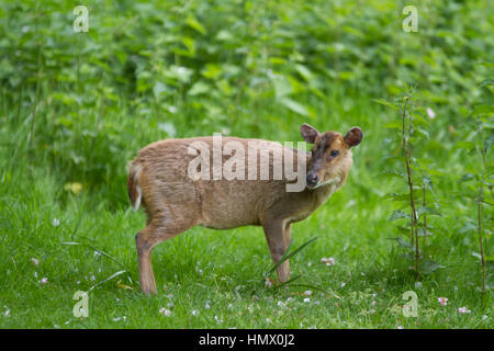 Reeves's Muntjac (Muntiacus reevesi) also known as Muntjac Deer in the UK Stock Photo