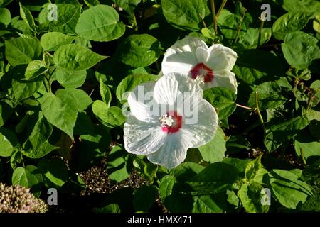 Two white flowers with red centres in green foliage.  Very cheerful, bright and creates a happy mood. Stock Photo