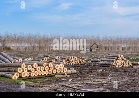 Cutting of poplars, crane log and woodpiles Stock Photo