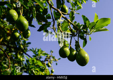 Kenya, green fruit of Avocado tree / KENIA, gruene Frucht des Avocado Baum Stock Photo