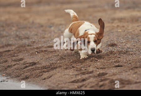 basset hound running on a beach Stock Photo