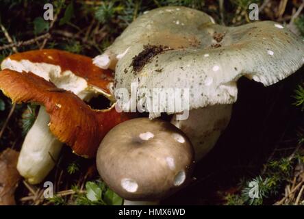 Three examples from the Russulaceae family, Gilded brittlegill (Russula aurata or Russula aurea), Charcoal burner (Russula cyanoxantha), Green-cracking Russula, Quilted green Russula, or Green brittlegill (Russula virescens). Stock Photo