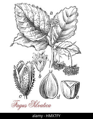 common beech or beech  botanical morphology: deciduous large tree  grows up to 50 m (160 ft). in height and 3 m (9.8 ft) , its lifespan is normally 150–200 years.Leaves are alternate, the female flowers produce beechnuts. Stock Photo
