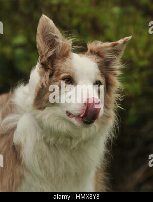 border collie licking lips Stock Photo