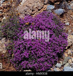 Plants in the Minoan peak sanctuary area of Traostalos, Crete, Greece. Stock Photo