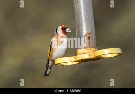 Adult Goldfinch feeding from a plastic bird feeder. Stock Photo