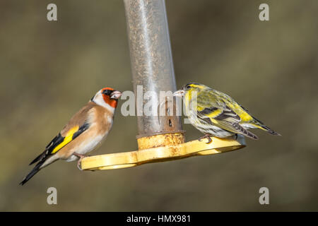 Adult Goldfinch and Siskin feeding from a plastic bird feeder. Stock Photo