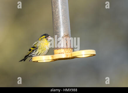 Male Siskin perched on a plastic bird feeder with Niger seeds Stock Photo