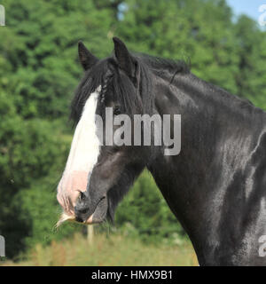 black cob horse Stock Photo