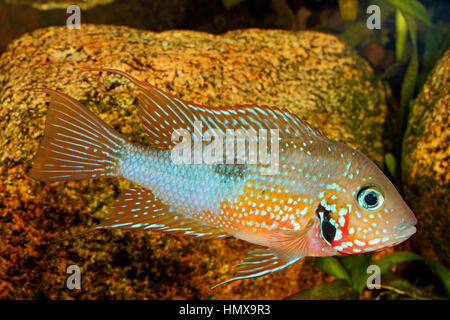 Mexican Fire Mouth (Thorichthys ellioti) - male Stock Photo