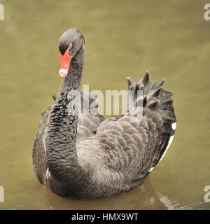 black swan on a lake Stock Photo