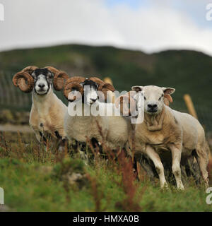 sheep Stock Photo