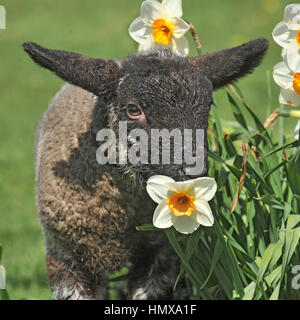 spring lamb Stock Photo