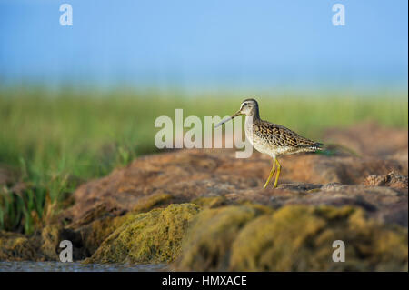 A Short-billed Dowitcher stands atop a mass of dried up marsh as it looks out over the area on a sunny summer morning. Stock Photo