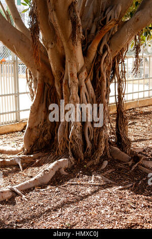 Feigenbaum, Mallorca. Stock Photo