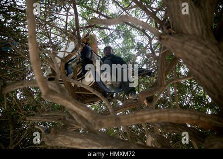 Tijuana, Mexico. 6th Feb, 2017. A migrant stands on a tree that he uses to sleep while he waits to cross the border, in the downtown of Tijuana, Mexico, on Feb. 6, 2017. U.S. President Donald Trump signed two executive orders on Jan. 25 to have the Department of Homeland Security begin planning, designing and building a 'physical barrier' along the U.S.-Mexico border, identify undocumented immigrants, and remove those who have criminal records. Credit: David de la Paz/Xinhua/Alamy Live News Stock Photo