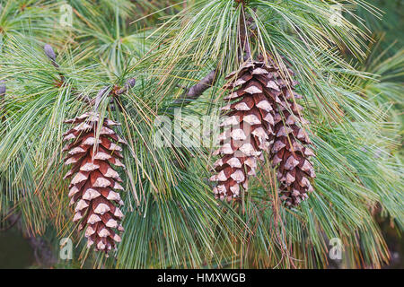 Himalayan Pine Branches Pine Cones Blue Sky Latin Name Pinus Stock Photo by  ©nahhan 596530280