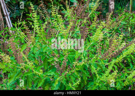 Basil Leaf Tree with Flower [Ocimum Tenuiflorum] Stock Photo