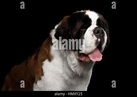 Saint Bernard Dog on Isolated Black Background Stock Photo