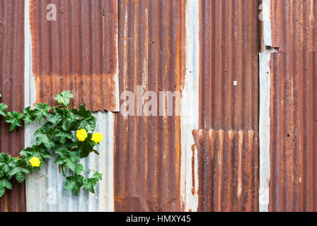 Rusty Corrugated Metal Sheet with Yellow Flower Background/ Texture Stock Photo