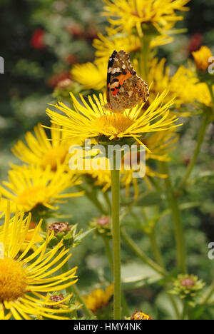 Butterfly sits on a flower drink nectar from yellow flowers and pollinate them Stock Photo