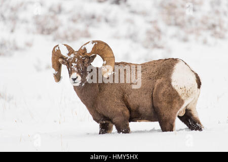 Ram, Male BigHorn Sheep (Ovis Canadensis) in winter snow in Lamar Valley, Yellowstone National Park, Wyoming, USA Stock Photo