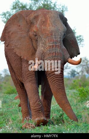 African bush elephant (Loxodonta africana), bull, covered with mud, foraging, Kruger National Park, South Africa, Africa Stock Photo