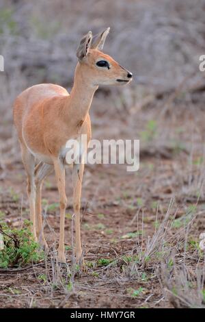 Steenbok (Raphicerus campestris), adult female, alert, Kruger National Park, South Africa, Africa Stock Photo