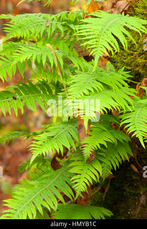 Licorice ferns (Polypodium glycyrrhiza) along Homer Campbell Boardwalk, William Finley National Wildlife Refuge, Oregon Stock Photo