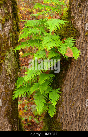 Licorice ferns (Polypodium glycyrrhiza) along Homer Campbell Boardwalk, William Finley National Wildlife Refuge, Oregon Stock Photo