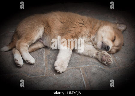 Puppy sleeping on a street in Agra Stock Photo