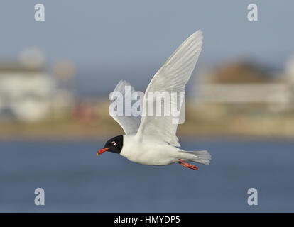 Mediterranean Gull - Larus melanocephalus Stock Photo