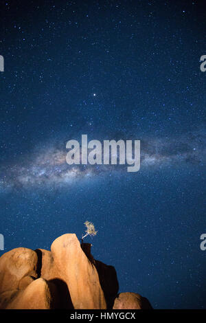 A lone tree grows from a granite koppie under the Milky Way Stock Photo ...