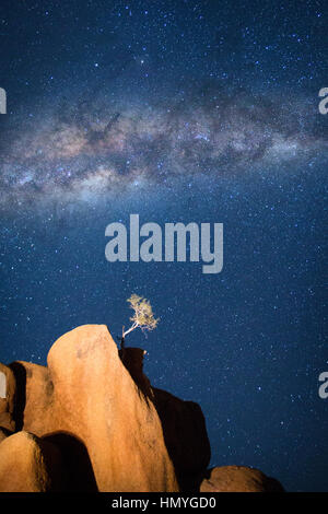 A lone tree grows from a granite koppie under the Milky Way Stock Photo ...