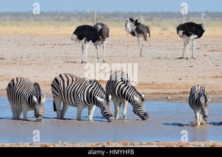 Four Burchell's zebras (Equus quagga burchellii), drinking in a waterhole, ostriches (Struthio camelus) behind, Etosha National Park, Namibia, Africa Stock Photo